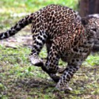 Leopard spotted in NTPC premises in Greater Noida, searches on