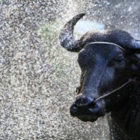 Buffalo worth Rs 1.5 lakh for 'best' wrestler at women nationals