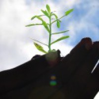 Mega tree plantation drive in UP likely on July 5