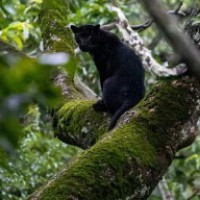 Black panther spotted in Karnataka's Nagarhole Tiger Reserve