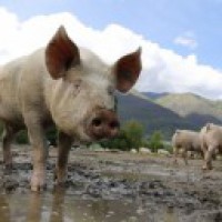 Over 1,000 pigs culled in Thailand to prevent PRRS virus