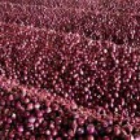 Chinese onion demand soar in Nepal amid India export ban