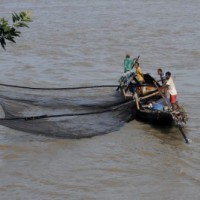 CMFRI cautions fishermen on oil sardines