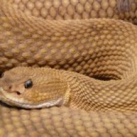 Biker runs over snake in UP, faces tough chase