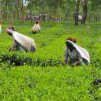 NE India tea gardens facing huge losses following lockdown