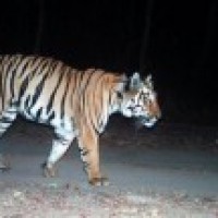 Force deployed in UP district to prevent tiger attacks