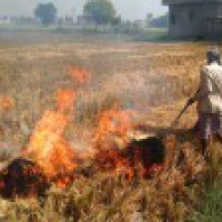Stubble burning contributing 40% to Delhi's pollution