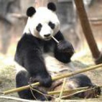 World's oldest captive giant panda celebrates 38th b'day