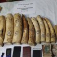 19 kg ivory seized in Odisha, 3 arrested