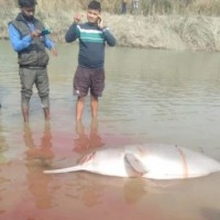 Dolphin beaten to death in UP canal