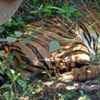 Tigress tranquilised, brought to Kanpur Zoo