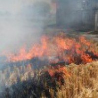 Delhi govt asks Centre, states to check stubble burning