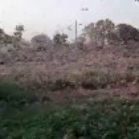 Telangana on high alert over possible locust attack