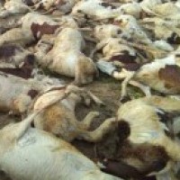 25 sheep killed by wild beasts in Kashmir valley