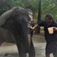 Bihar animal lover gives his entire land to two elephants