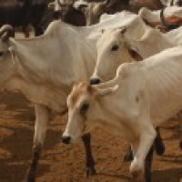 Cows worshipped on 'Gopashtami' in Braj Mandal