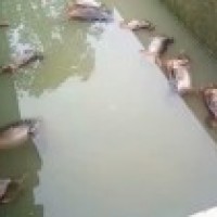 13 monkeys found dead in Assam water reservoir
