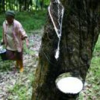 Rs 1,100 cr push for rubber plantation in northeast India
