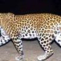 Leopard preys on 5th human victim in UP district