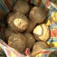 Seven bombs found in Bikru village in police search