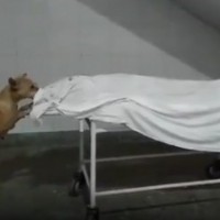 Video of dog nibbling away at body goes viral