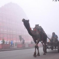 Rajasthan: Drizzle brings respite from cold wave