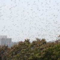 Pak govt to convert locusts into organic fertilisers