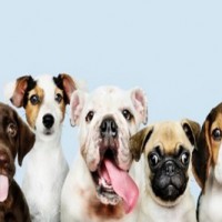 Girl killed for refusing to feed brother's dogs