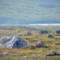 Arctic gets greener due to rising temperature