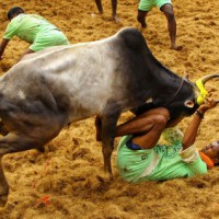 Over 50 docs, PETA sound Covid alert on 'Jallikattu'
