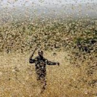Locusts unleash new lifeline for 'bandwallahs'