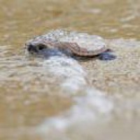 Turtle survey begins in UP's terai region