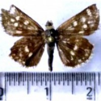 India's 1328th butterfly species found in Rajasthan