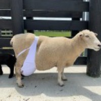Sheep in bra: Bizarre clothing takes internet by storm