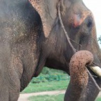 HC directs medical examination of 10 captive elephants in Goa