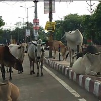 UP: Villagers lock up stray cattle in school