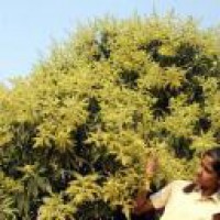 UP woman booked for cutting mango trees