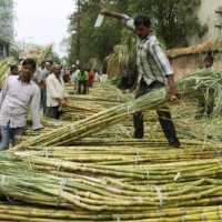 UP making women self-reliant with bud chip method of cane plantation