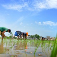 India rises to the occasion as global rice stock runs short