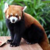 Conservationists satellite track red pandas in Nepal
