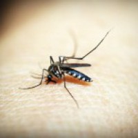 Delhi's anti-dengue campaign garners celebrity support
