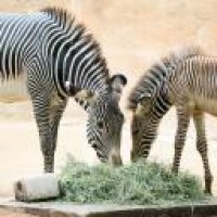 Los Angeles Zoo reopens after 166 days