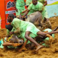 Animals rights group offers reward for info on 'jallikattu' bull's death