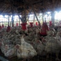 Haryana to cull 166,128 poultry birds