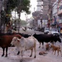 One held for feeding firecracker-laced ball to cow