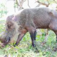 Wildlife population declined by 68% since 1970: WWF