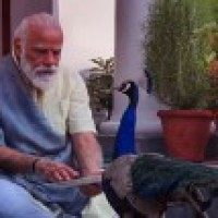 Modi's video with peacock will give you ultimate Sunday vibes