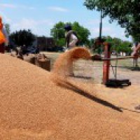 CCEA approves MSP hikes for 6 rabi crops