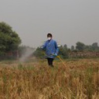 UP district finds a novel idea to check stubble burning