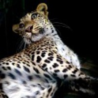 Child killed by leopard, another injured